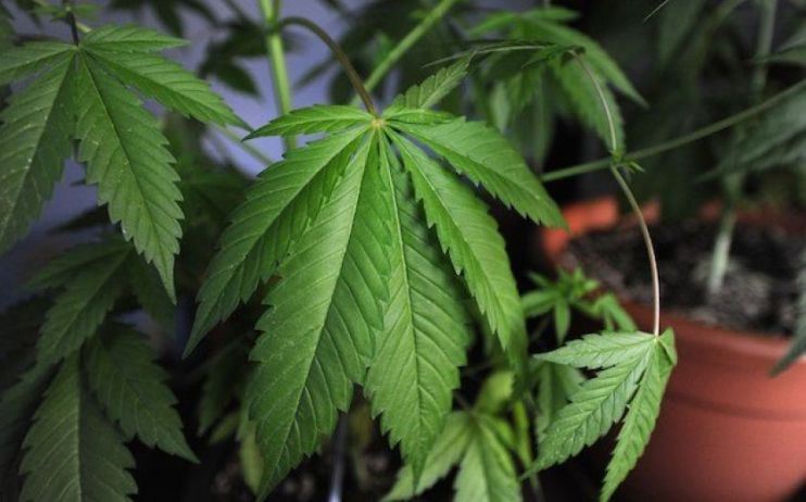 Cannabis