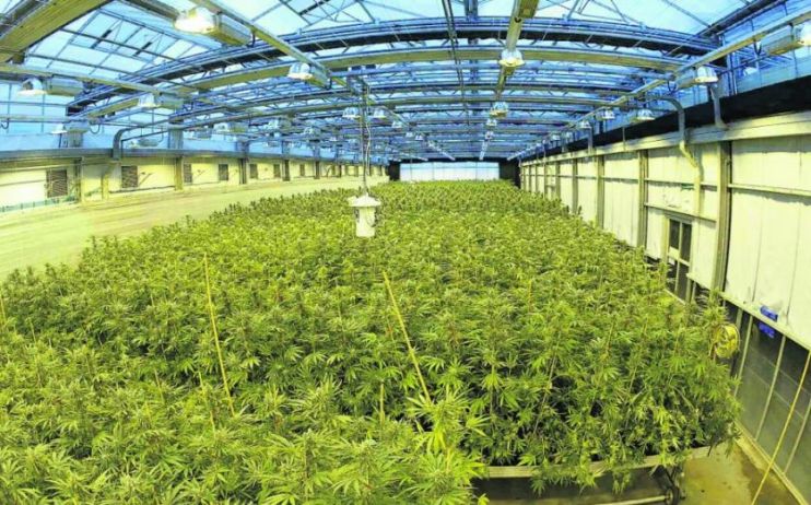 Medical cannabis firm Hellenic Dynamics has confirmed that it will go public in London through a SPAC deal valuing the company at &pound;45.2m.