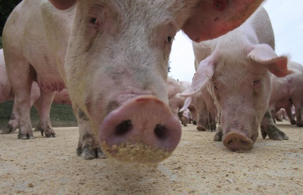 Cranswick expands pig farming operations amid profitable year