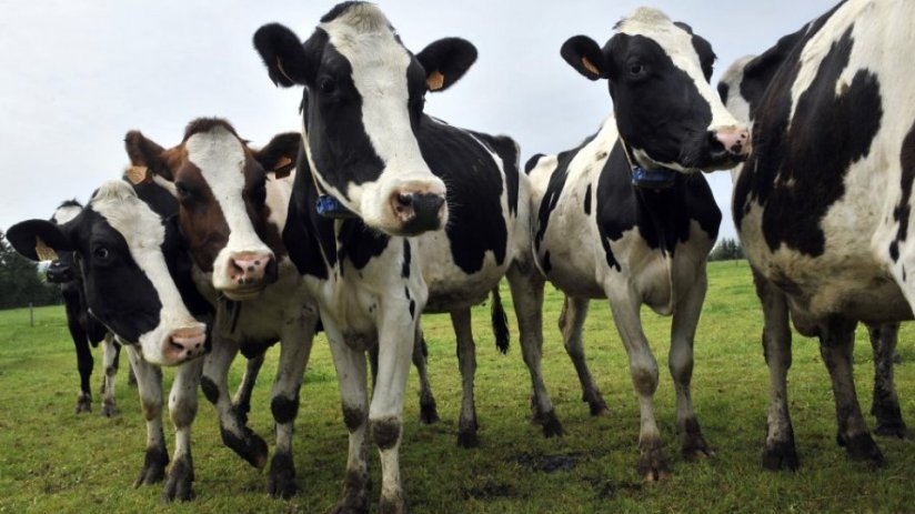 Animalcare said it was "confident" full year results will be in line with market expectations