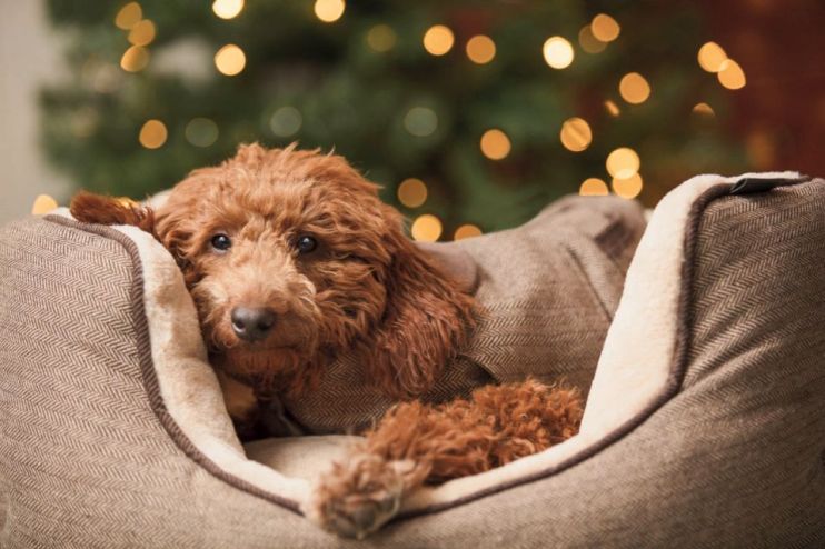 Pets at Home is headquartered in Cheshire.