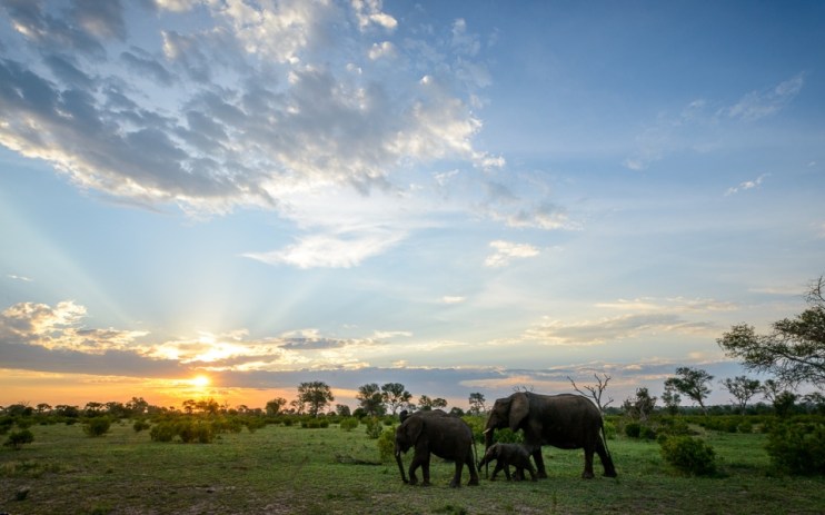 Elephants on the ultimate South African safari