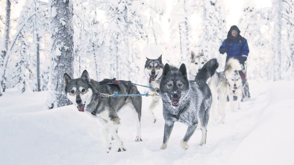 Huskies pulling a sled