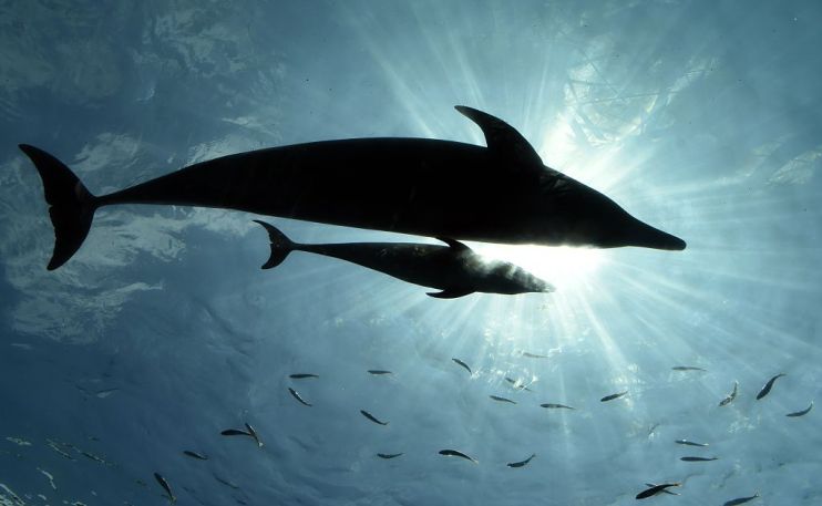 JAPAN-ANIMAL-DOLPHIN