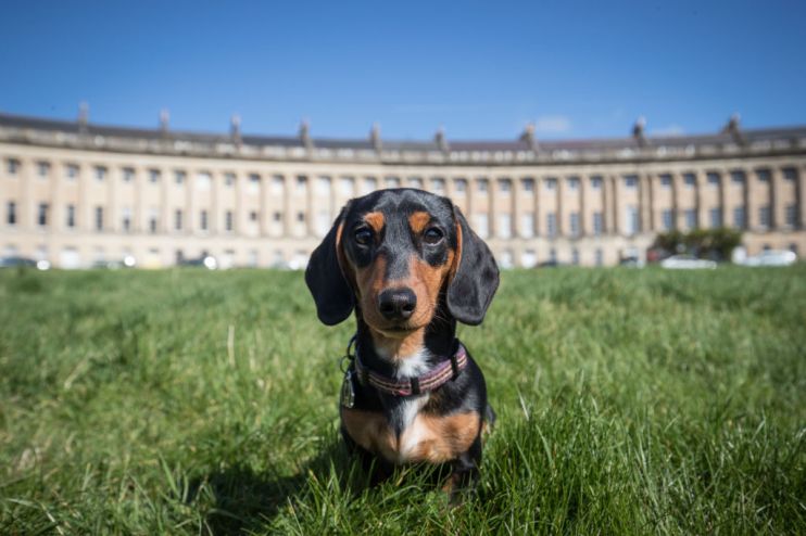 Pets At Home posts higher profit thanks to interest in its veterinary business