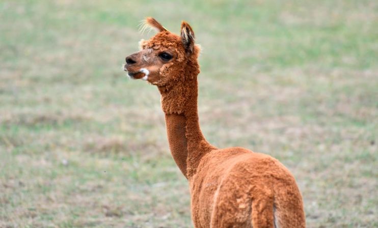 Monzo co-founder Paul Rippon has an alpaca farm in Northumberland with his wife Debbie