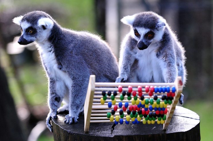 BRITAIN-OFFBEAT-ANIMALS