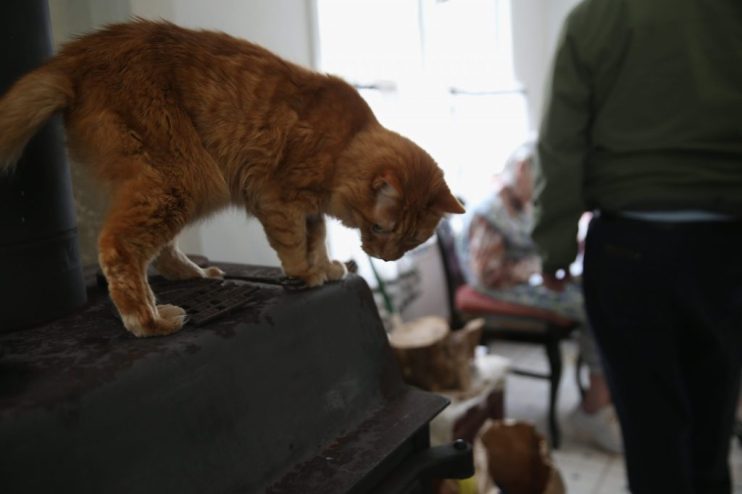 Pets at Home is making progress in its bid to be top dog in the UK pet market, announcing a 12th consecutive quarter of growth in this morning's trading update.