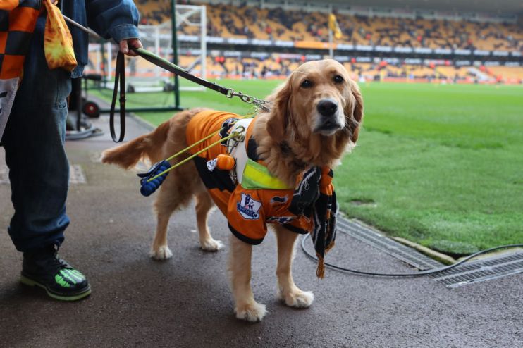 Guide dog for blind people