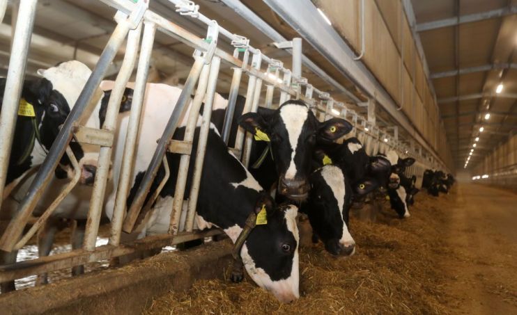 Cows are are fed at a dairy factory at Baladna farm.
