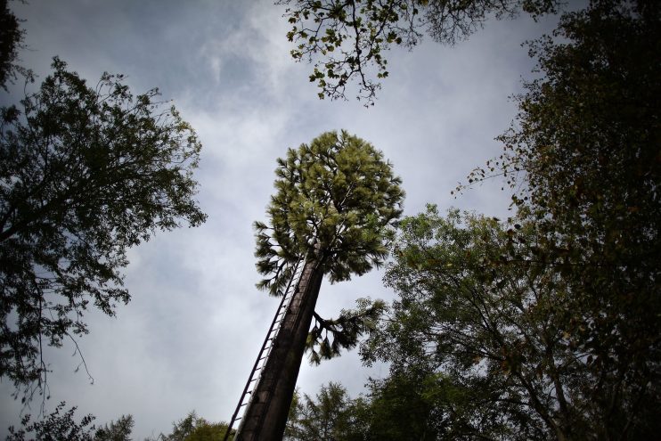 Mobile Phone Mast Disguised As A Tree