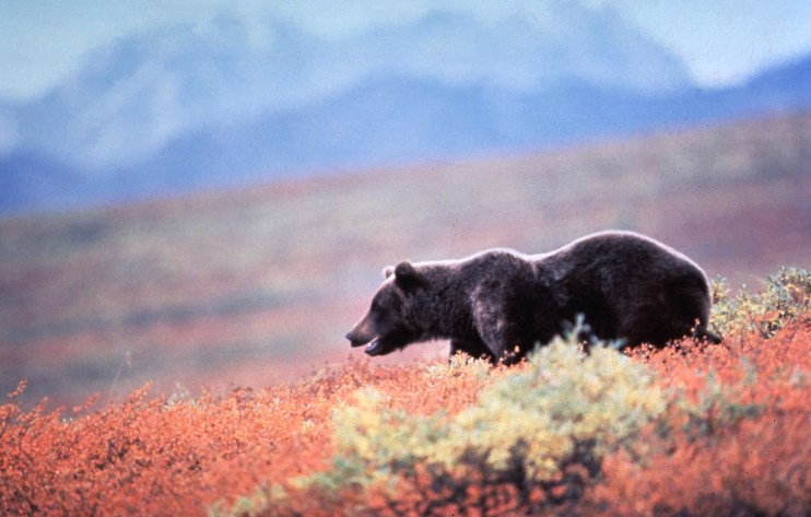 Grizzly Bear In Alaska...