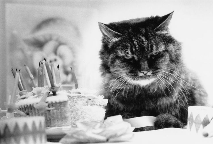 Grumpy Birthday