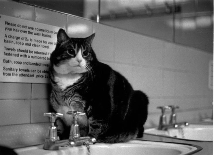 Tiddles