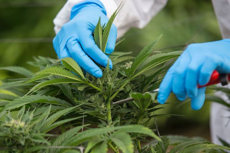 ISRAEL-HEALTH-MARIJUANA-LIFESTYLE