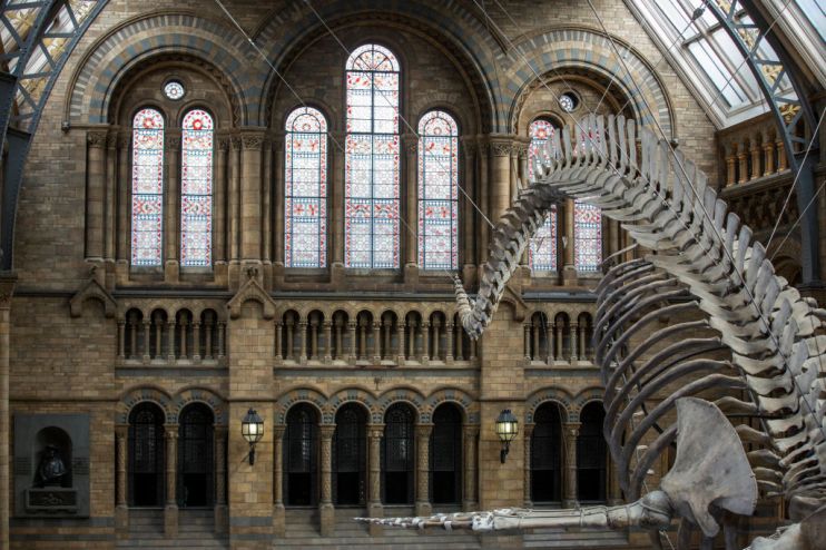 Blue Whale Skeleton Replaces Dippy The Diplodocus At The Natural History Museum