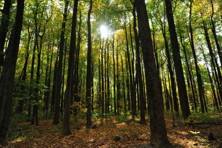 The sun peaks through a canopy of trees