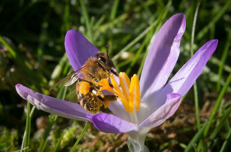 Rewilding businesses Britain