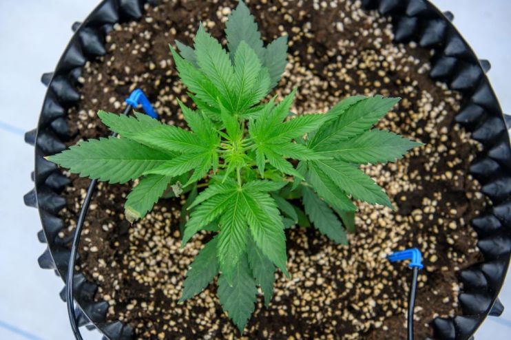 THAILAND-HEALTH-CANNABIS