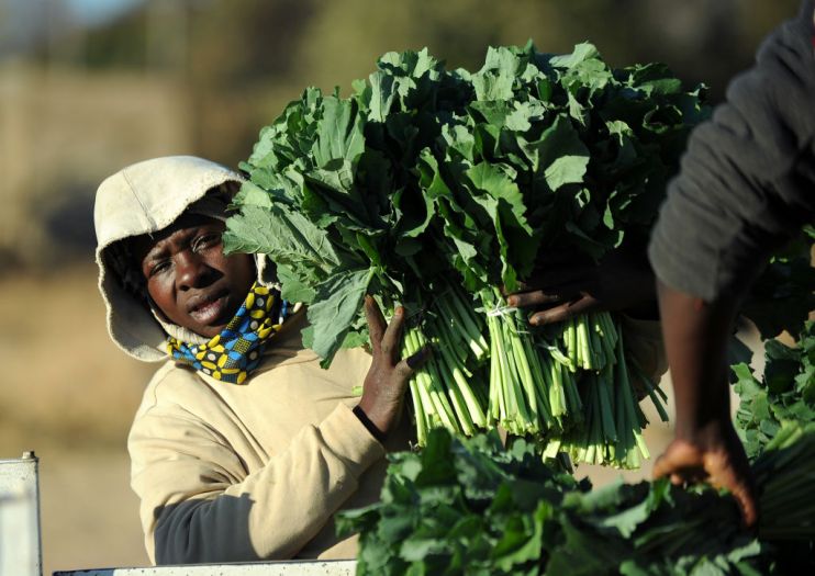 ZIMBABWE-POLITICS-VOTE