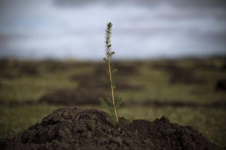 A Forest Is Born