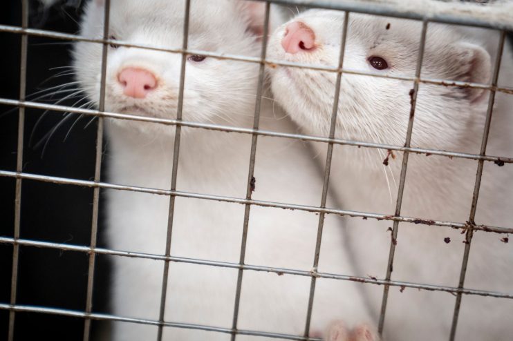DENMARK-HEALTH-VIRUS-ANIMALS-MINK