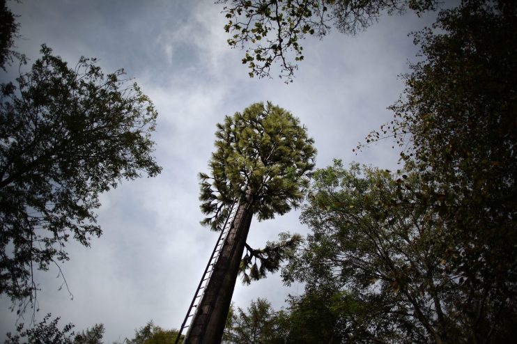 Mobile Phone Mast Disguised As A Tree
