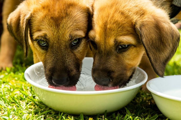 NSW Government Announces Crackdown On Illegal Puppy Factories