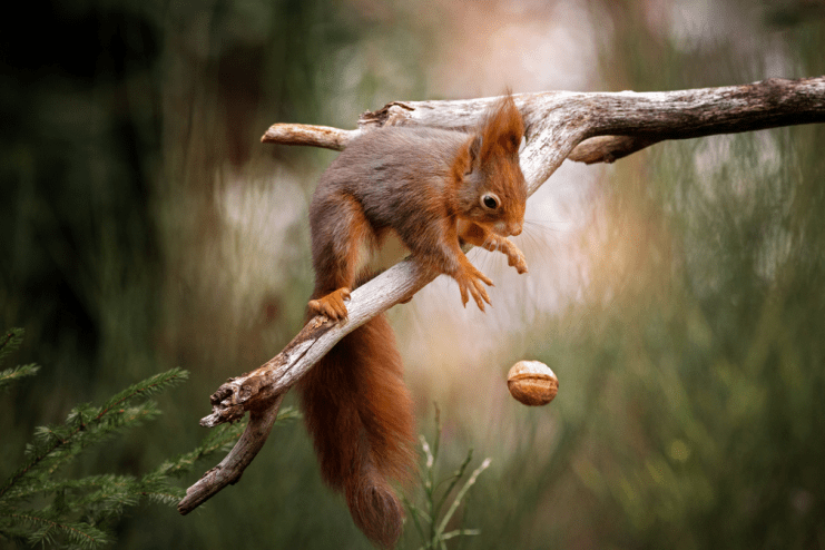 CEWE photographty award submission