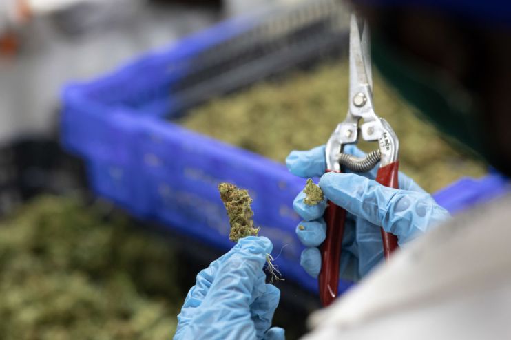Uganda Sows Seeds Of Medical Marijuana Industry