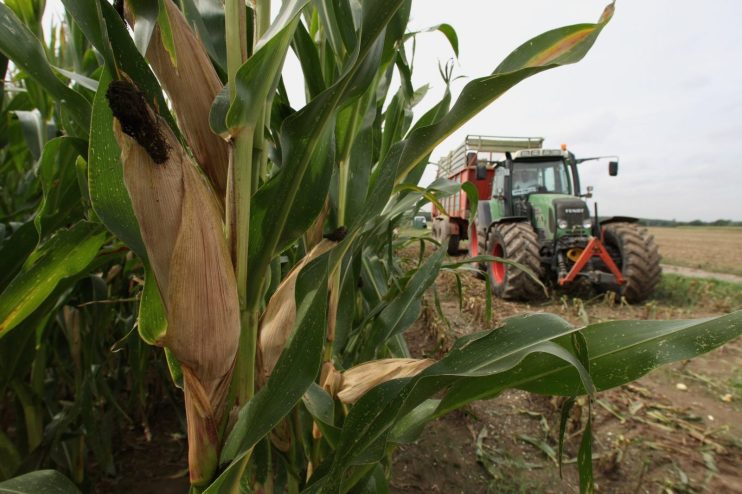 Corn Harvest For Generation Of Electricity