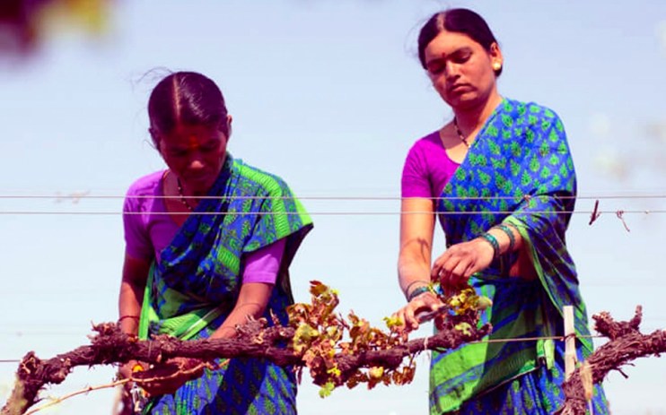 Indian wine is the new hotness