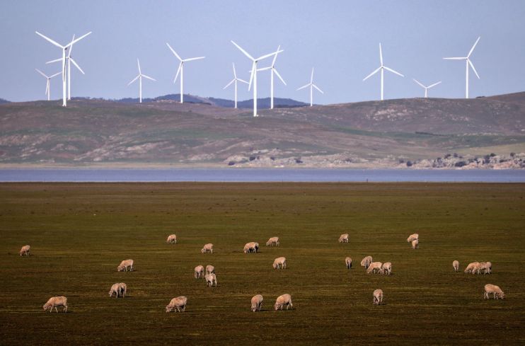 Sheep graze in front of wind turbines on Lake George...
