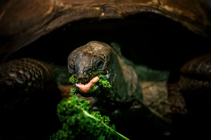 you don't need to just eat leaves to have a healthy lunch