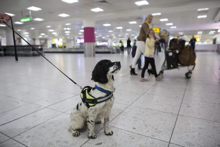 Border Force Dogs In Operation At Gatwick Airport