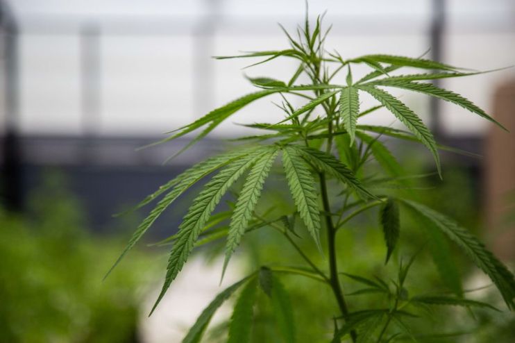 Thailand's Medical Marijuana Lab In Bangkok