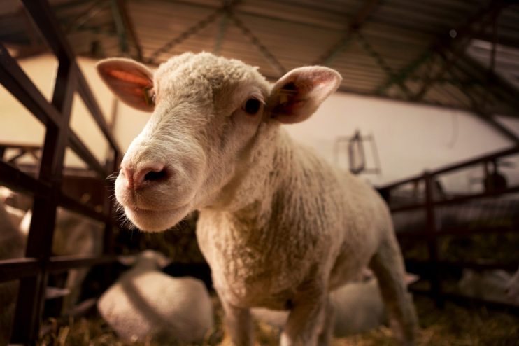 Blockchain in agriculture sheep