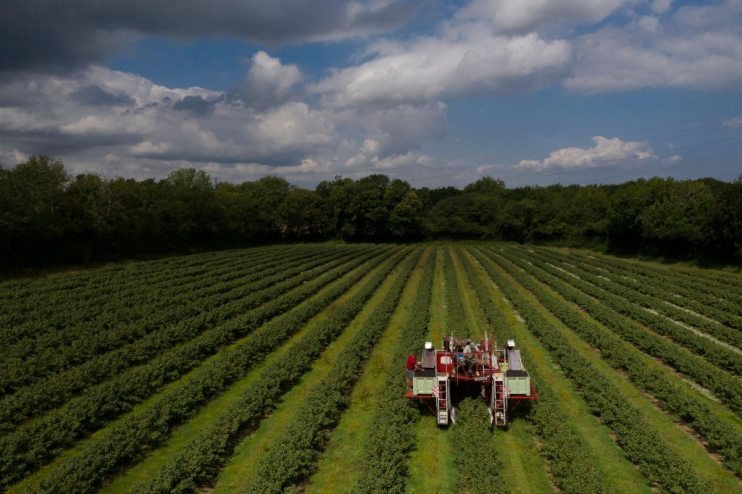 The controversial agriculture bill returns to the House of Commons on Monday for a key vote on the future of the UK&rsquo;s food standards.