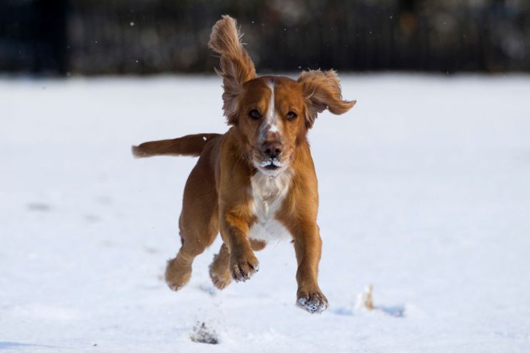 Cold Weather Front From Russia Brings Snow Across The UK