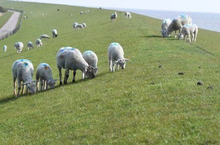 Labour MPs are being urged to back scrapping the &ldquo;vindictive&rdquo; changes to inheritance tax (IHT) on farms, as the Conservative Party prepare to bring a vote on the issue.