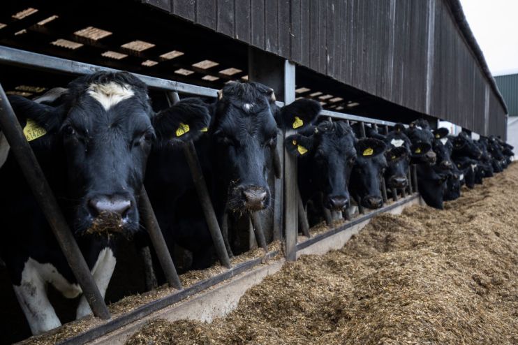 A No-Deal Brexit Poses Significant Threat To The Dairy Industry