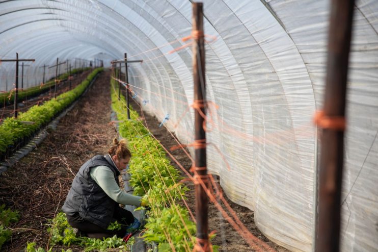Coronavirus Travel Restrictions Pose Risk To Seasonal Farm Labour