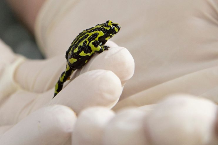 New Breeding Facility At Taronga Zoo Aims To Help Secure Future Of Endangered Frog