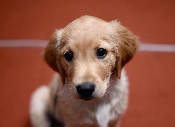 American Kennel Club Presents The Nation's Most Popular Breeds Of 2015
