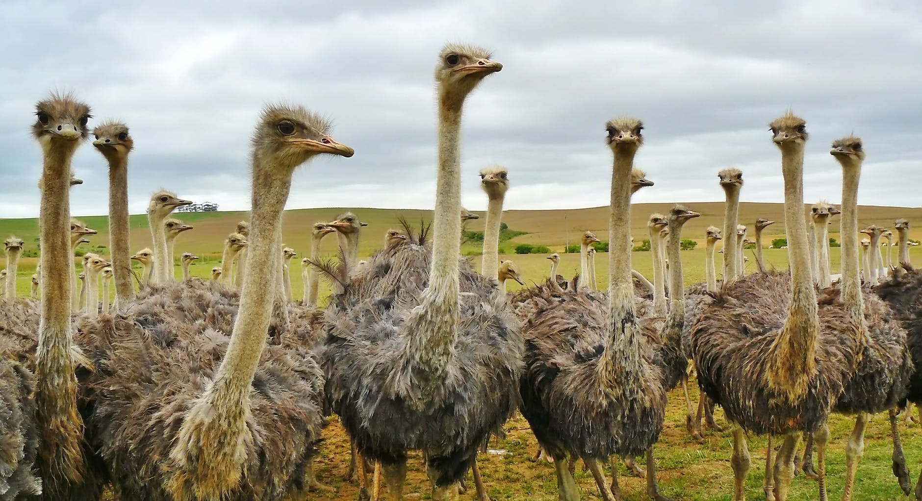 nature bird animal eyes