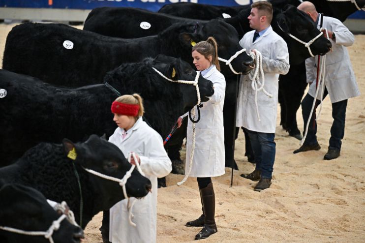 Cattle Auctioned At Annual Stirling Bull Sale