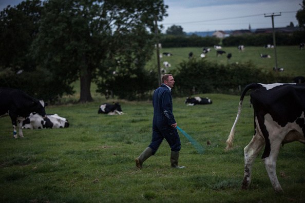 Morning Milking At Newlands Farm Bozeat