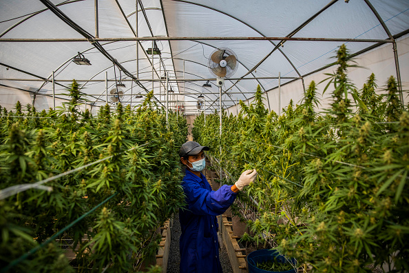Thailand's Medical Marijuana Growing Facilities
