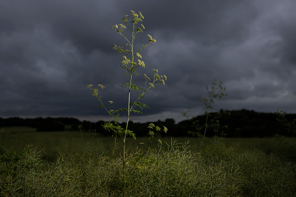 Poison Hemlock Proliferates On Kent Roadsides