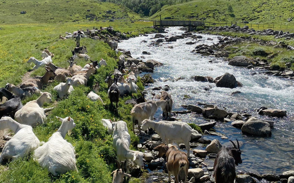 The mountain goats at Herdalssetra, a family farm in Geiranger, which is a stop on the fjord cruise